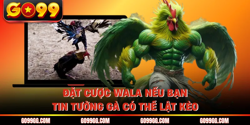 Luật Chơi Đá Gà Thomo - Các Quy Định Dành Cho Kê Thủ 4 Đặt cược WALA nếu bạn tin tưởng gà có thể lật kèo