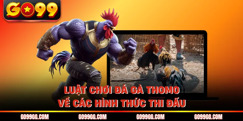 Luật Chơi Đá Gà Thomo - Các Quy Định Dành Cho Kê Thủ 2 Luật chơi đá gà Thomo về các hình thức thi đấu