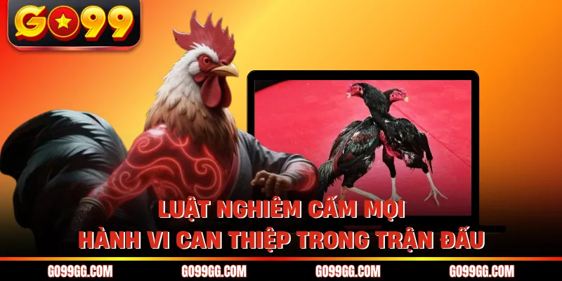 Luật Chơi Đá Gà Cựa Sắt - Quy Định Chuẩn Mực Tại GO99 5 Luật nghiêm cấm mọi hành vi can thiệp trong trận đấu